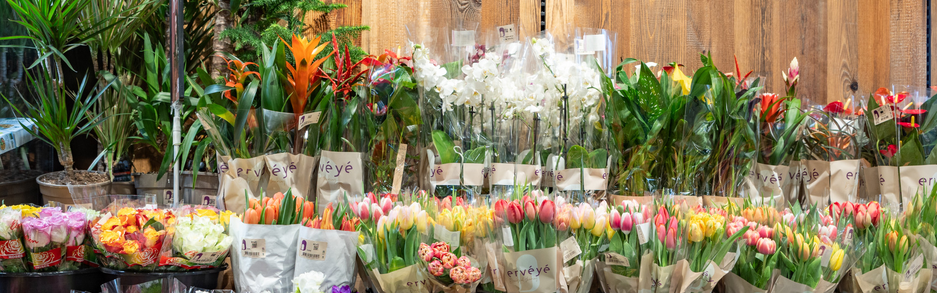 Schnittblumen Schnittblumen