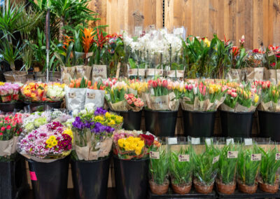 Schnittblumen